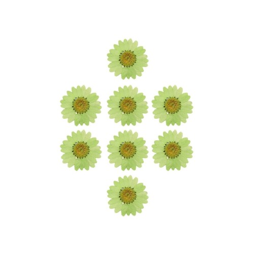 Kurutulmuş Papatya Açık Yeşil 8 Adet